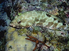 IMG_0835rf_Maldives_Madoogali_Plongee 7_House reef_Merou quatre selles_Epinephelus spilotoceps